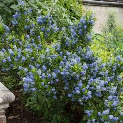 Skylark California Lilac