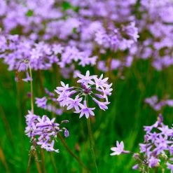 Society Garlic Plant