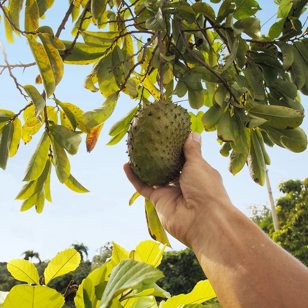 Soursop 'Guanabana' Tree - Image 3