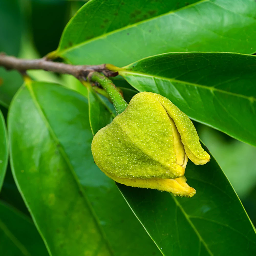 Soursop 'Guanabana' Tree - Image 5