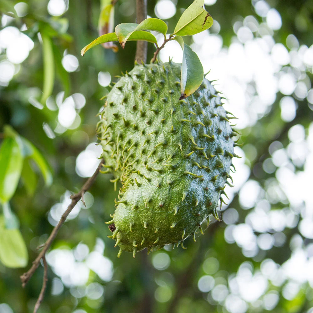 Soursop 'Guanabana' Tree - Image 2