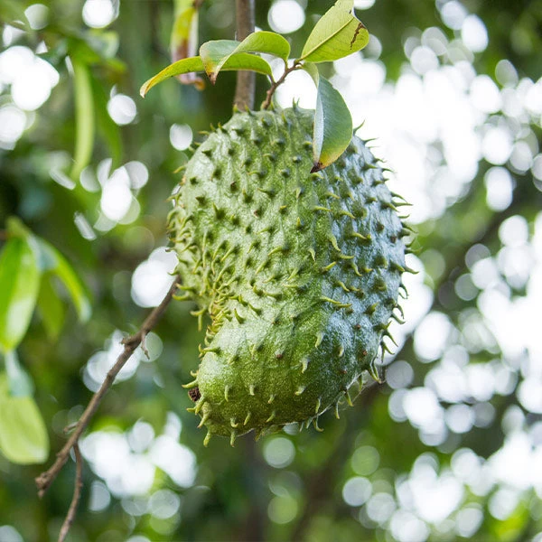 Soursop 'Guanabana' Tree