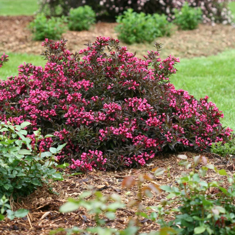 Spilled Wine® Weigela Shrub - Image 2