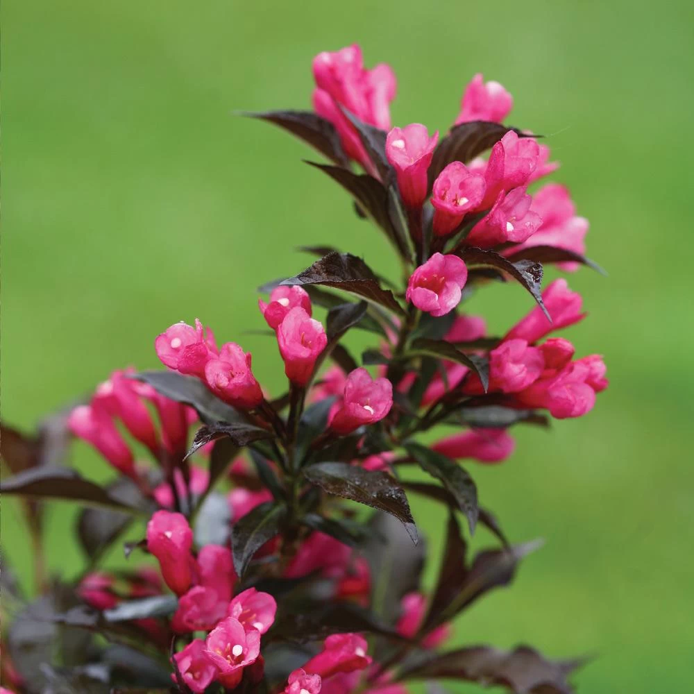 Spilled Wine® Weigela Shrub - Image 4