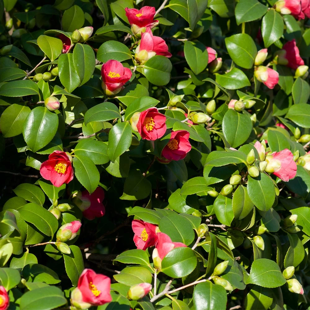 Spring's Promise Camellia Shrub - Image 4