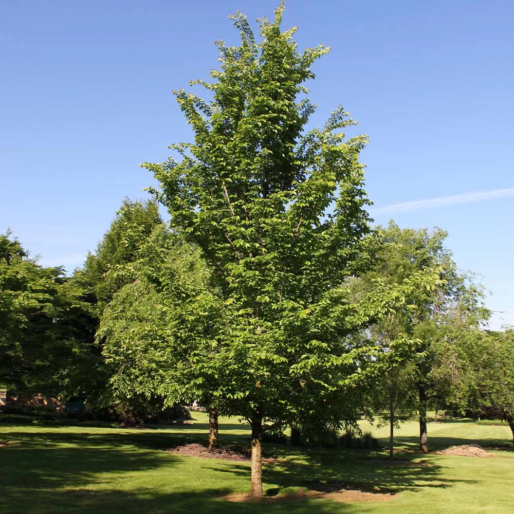 Emerald Sunshine® Elm Tree - Image 2