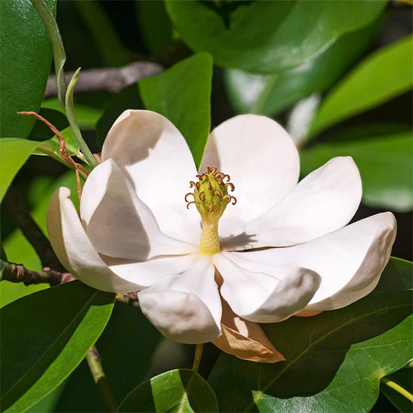 Sweetbay Magnolia Tree