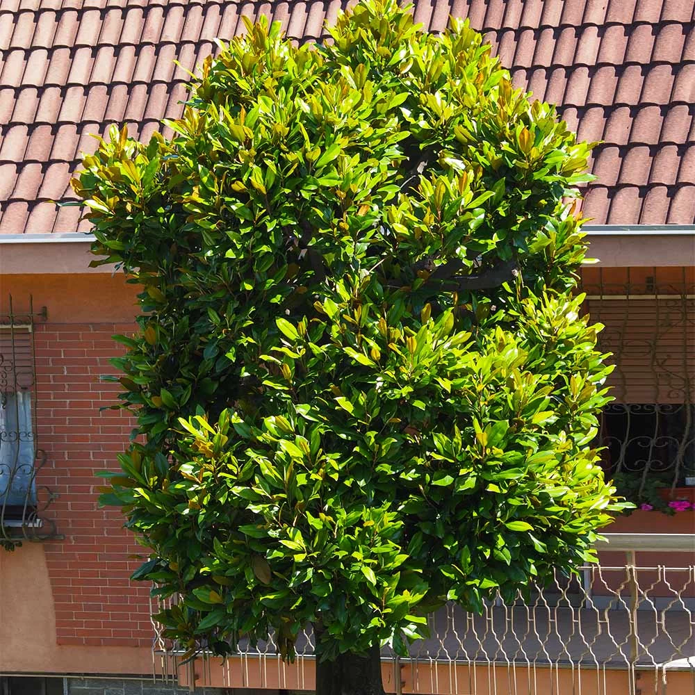 Sweetbay Magnolia Tree - Image 3