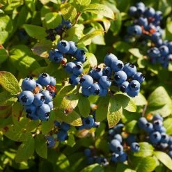 Toro Blueberry Bush