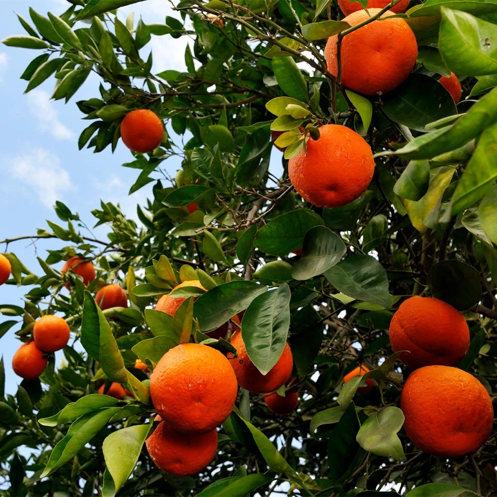 Minneola Tangelo Tree - Image 4
