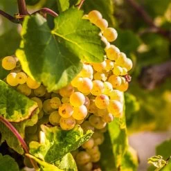 Tara Scuppernong Grape Vine