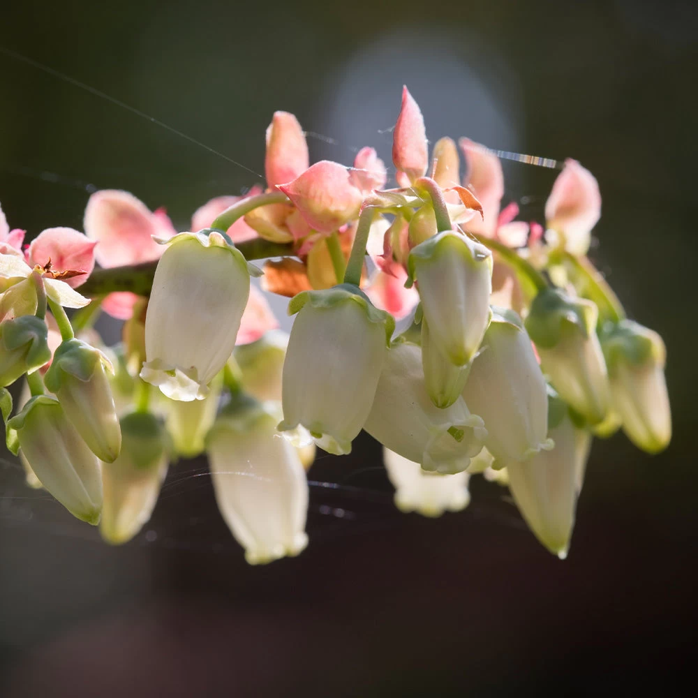 Toro Blueberry Bush - Image 4