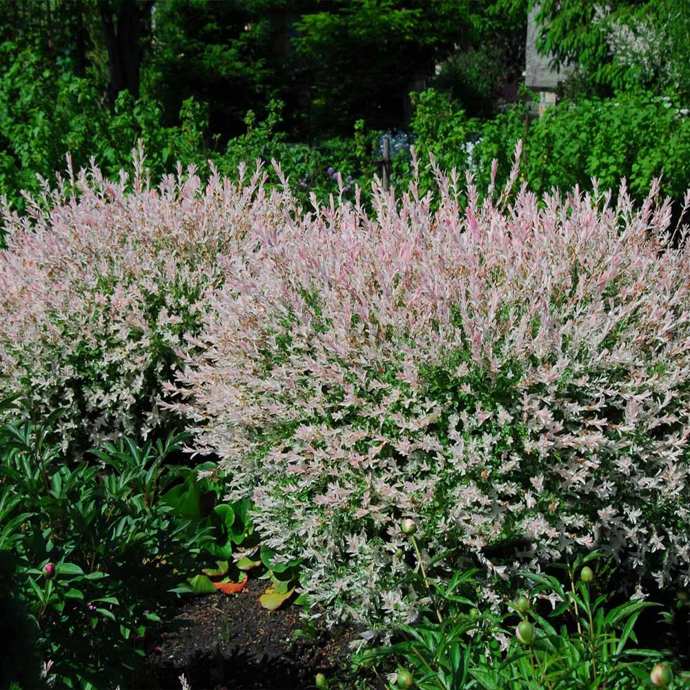 Tri-Color Willow Shrub - Image 2
