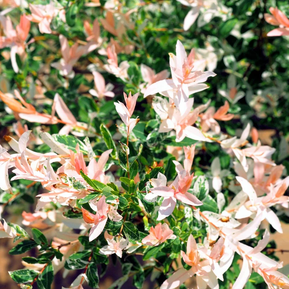 Tri-Color Willow Shrub - Image 5