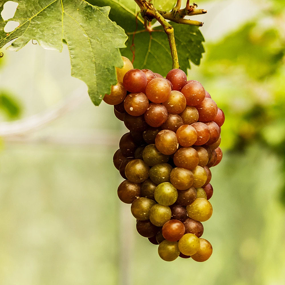 Triumph Grape Vine - Image 3
