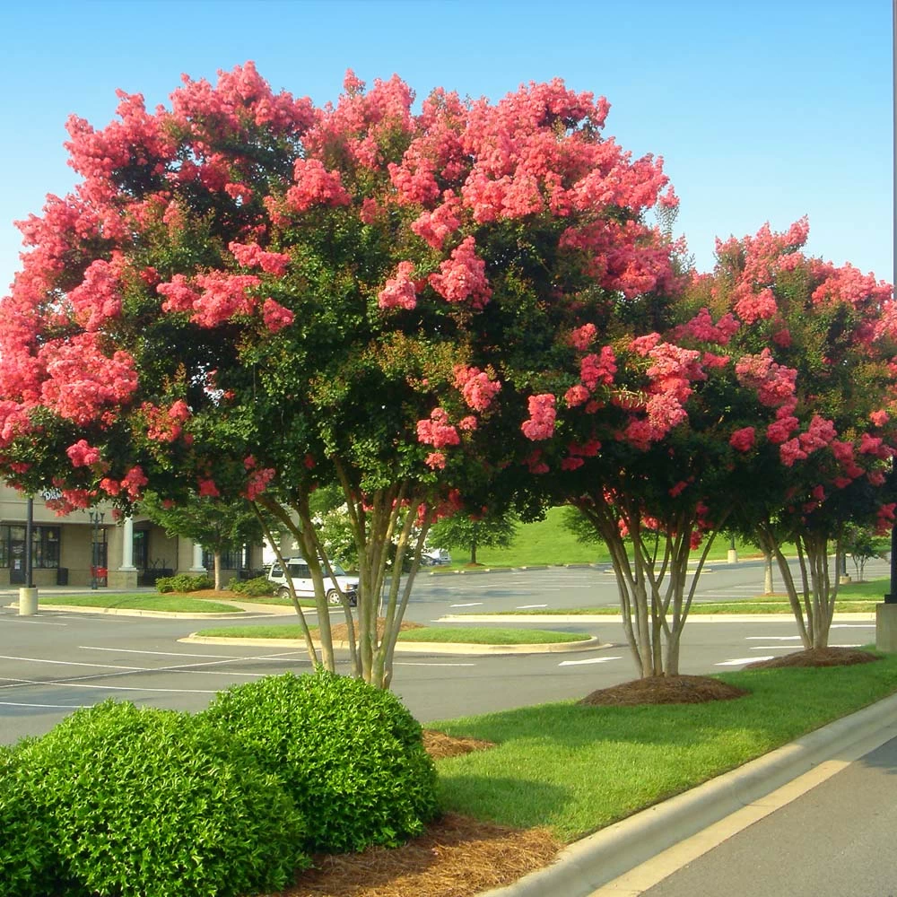 Tuscarora Crape Myrtle Tree - Image 3