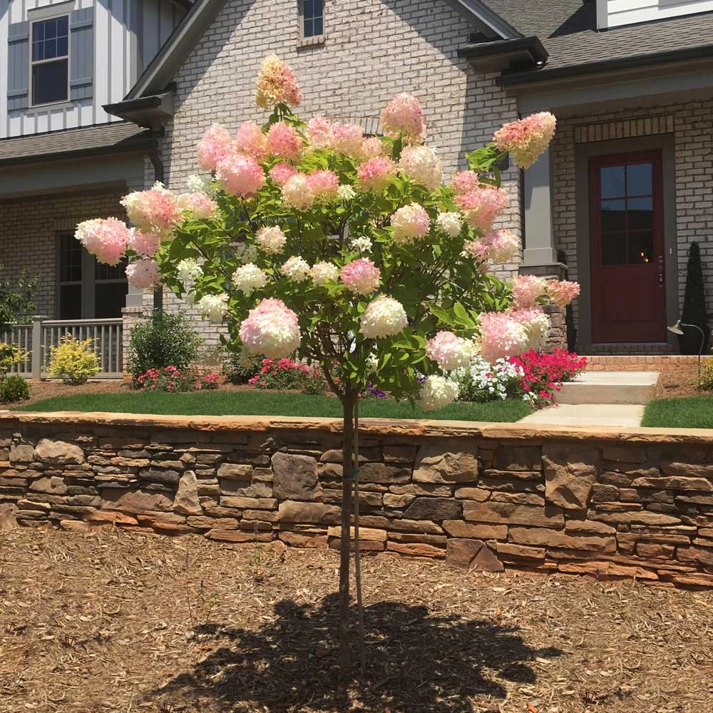 Vanilla Strawberry™ Hydrangea Tree - Image 2
