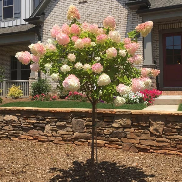 Vanilla Strawberry™ Hydrangea Tree