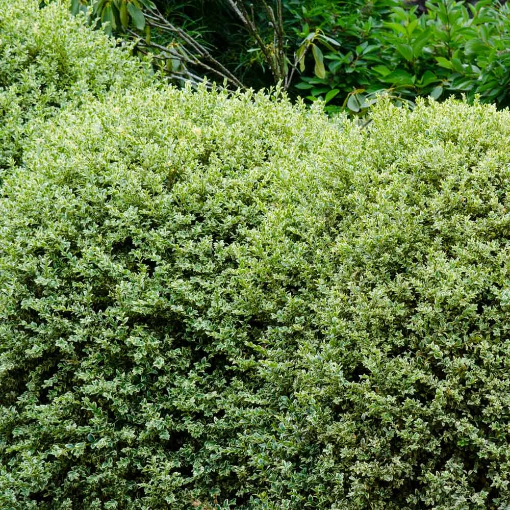 Variegated Boxwood Shrub - Image 4