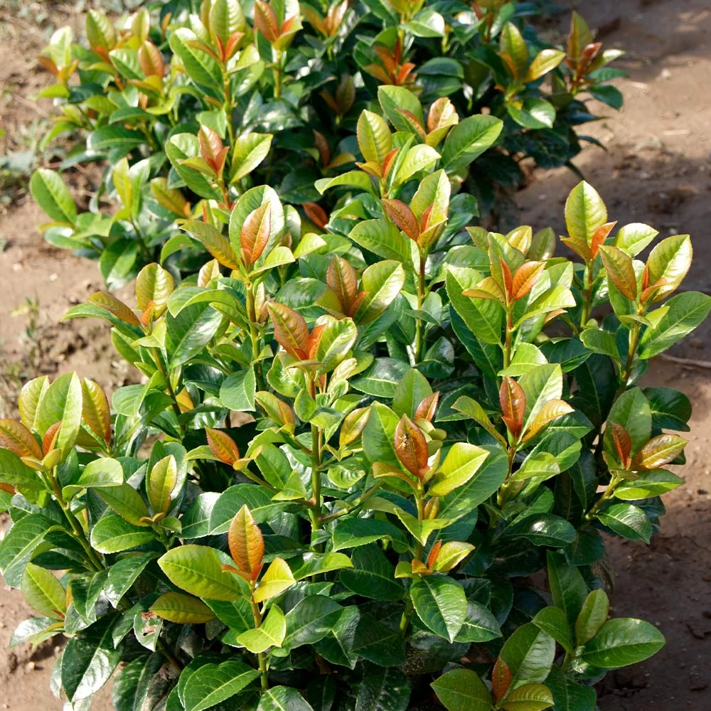 Volcano Cherry Laurel - Image 2