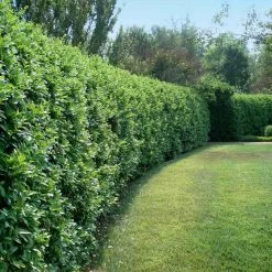 Waxleaf Privet Hedge