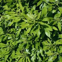 Wax Myrtle Shrub