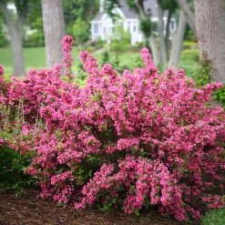 Sonic Bloom® Weigela Shrub