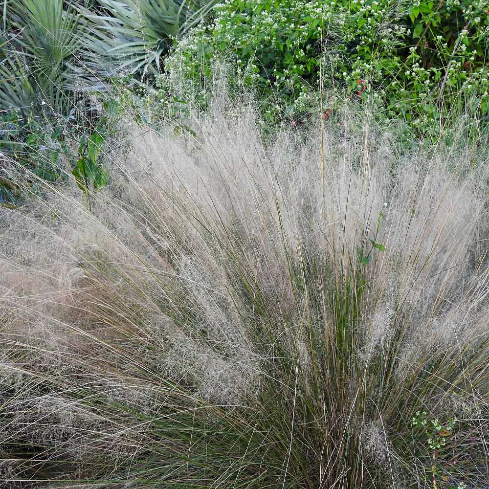 White Cloud Muhly Grass - Image 3