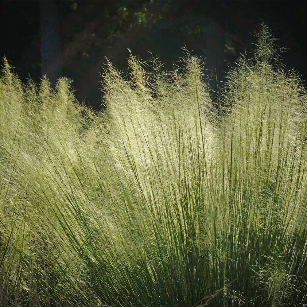 White Cloud Muhly Grass - Image 4