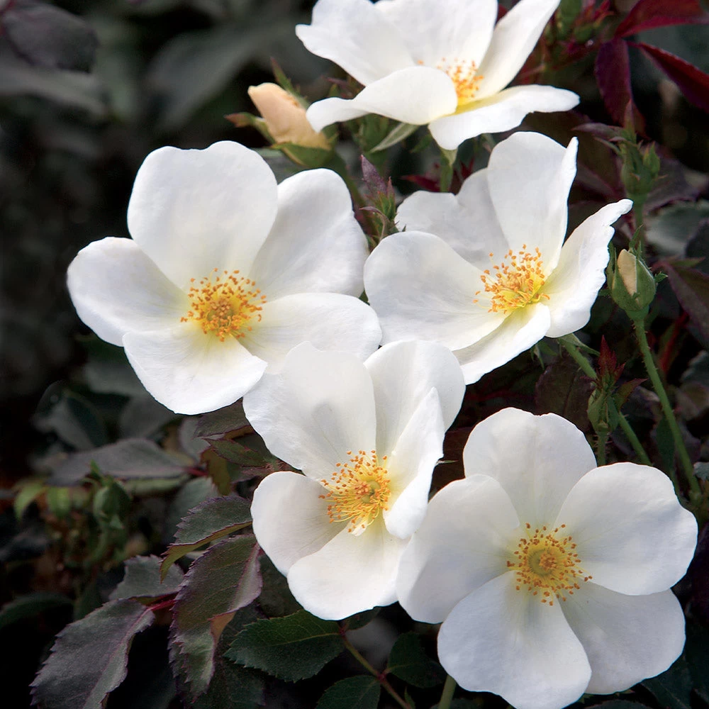 White Knock Out® Rose - Image 2