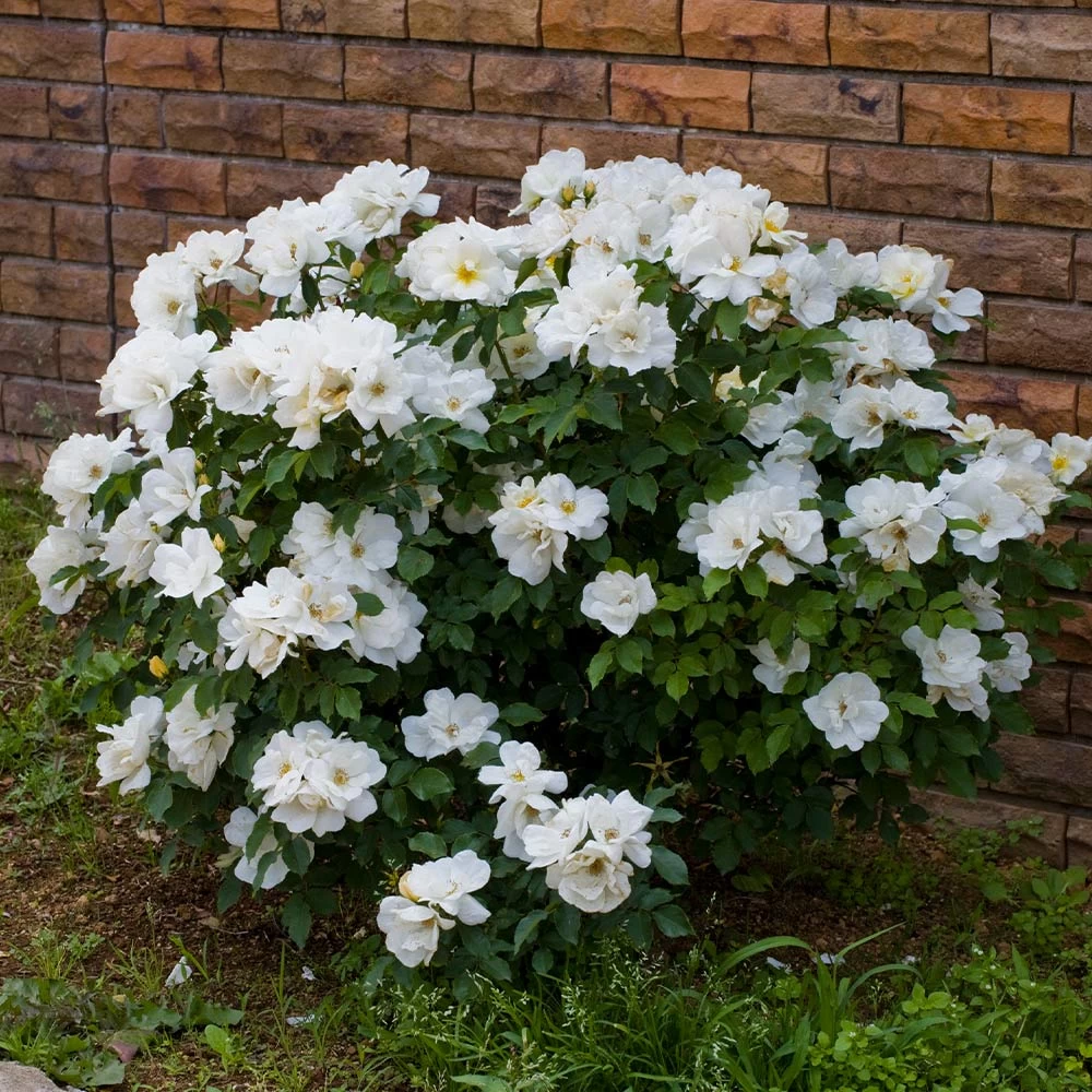 White Knock Out® Rose - Image 4