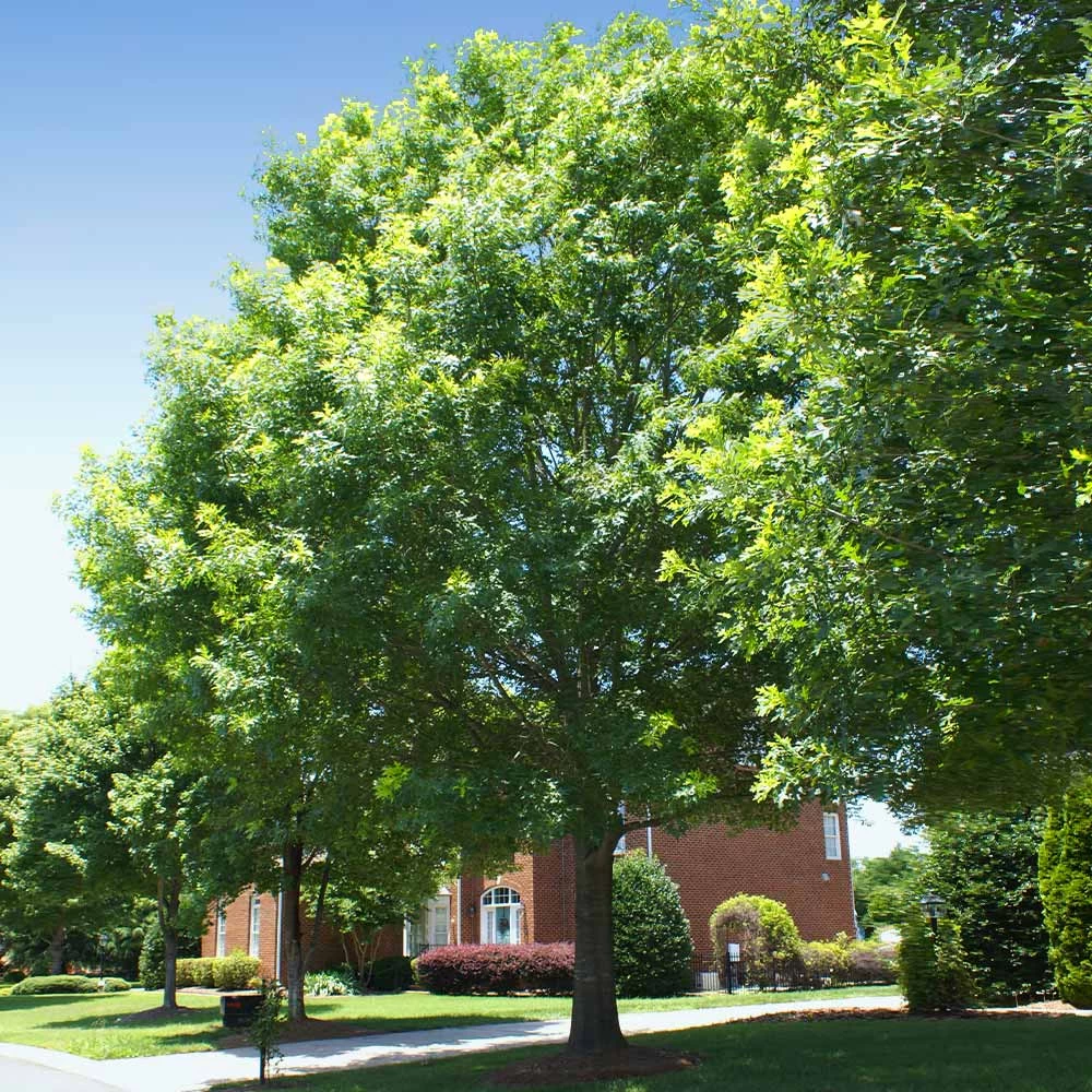 White Oak Tree - Image 2