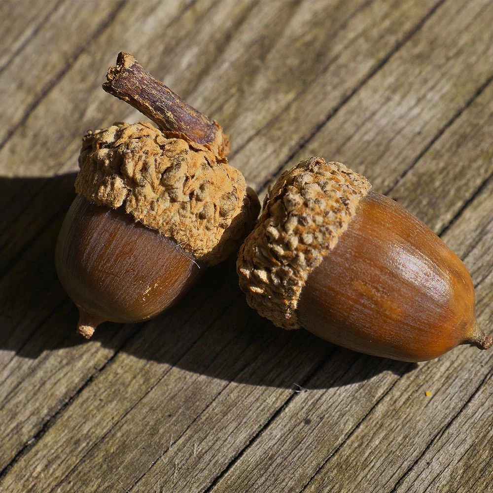 White Oak Tree - Image 5