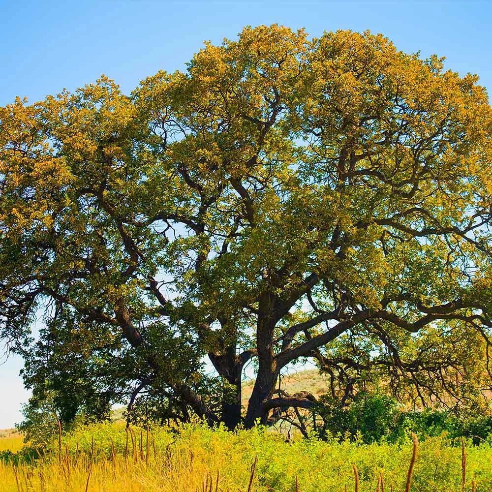 White Oak Tree - Image 4
