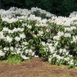 White Rhododendron Shrub