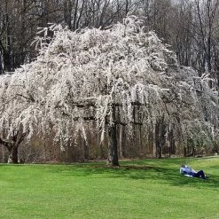 White Weeping Cherry Tree