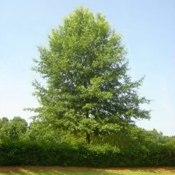 Willow Oak Tree