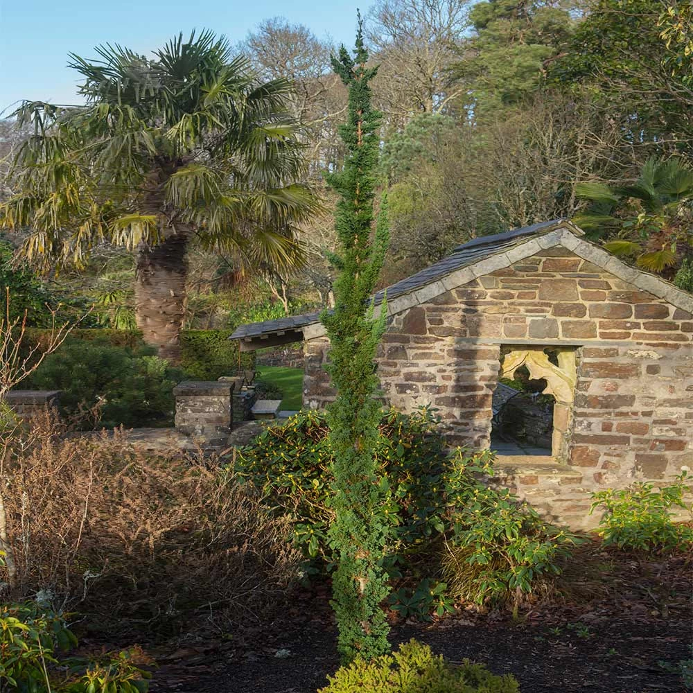 Wissel's Saguaro Cypress Tree - Image 2