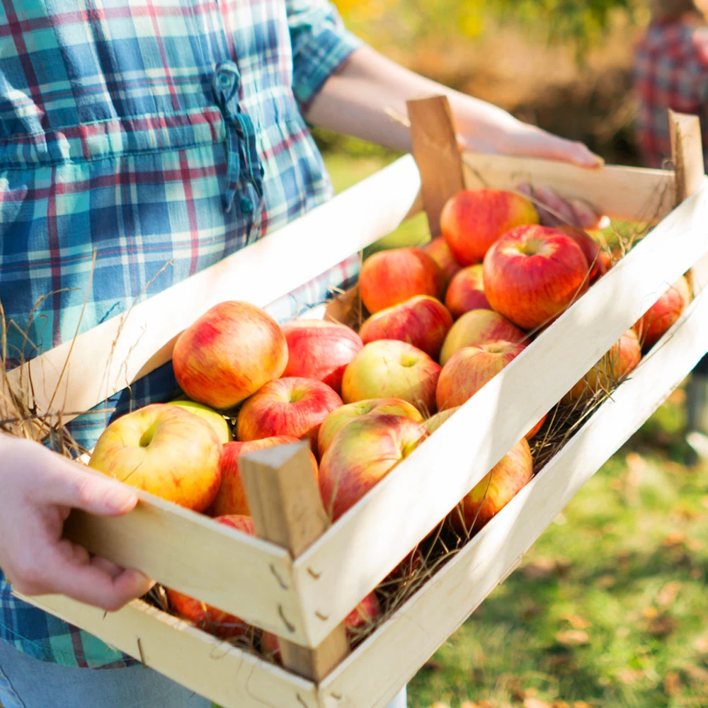 Zestar Apple Tree - Image 2