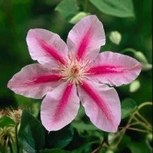 Bee's Jubilee Clematis Vine