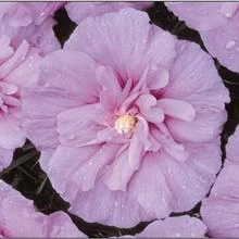 Lavender Rose Of Sharon Althea Shrub