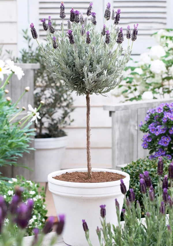 Lavender Standard Topiary Tree - Image 3