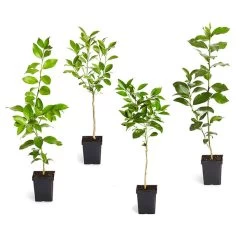 Citrus Tree Variety Kit
