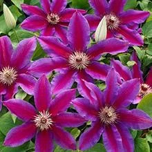 Fireworks Clematis Vine