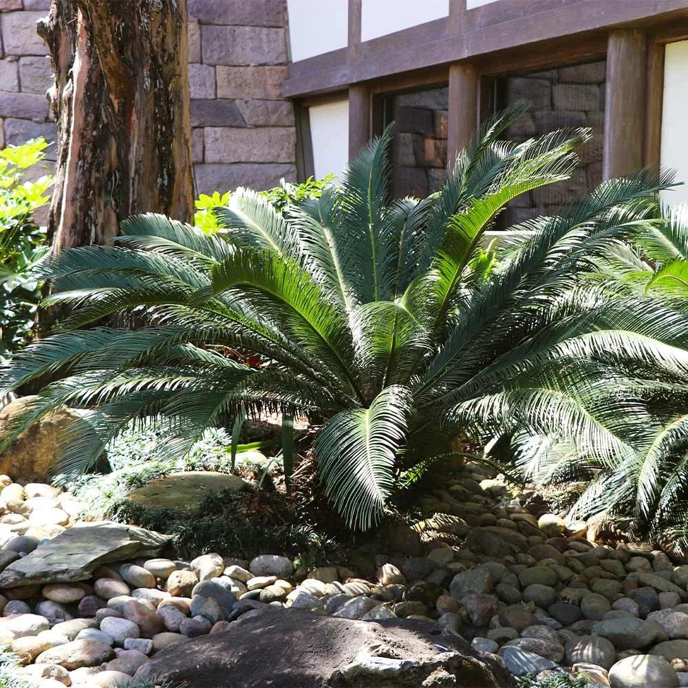 Sago Palm Tree - Image 2