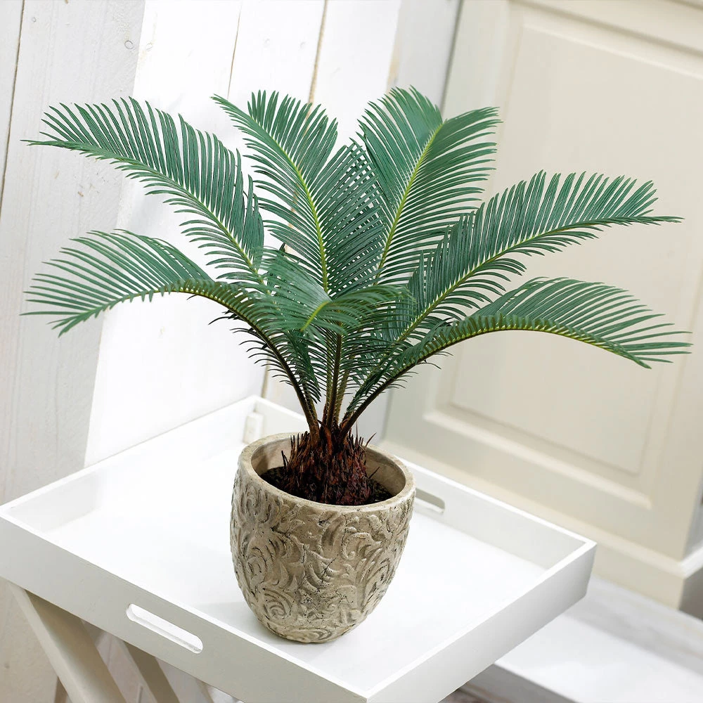 Sago Palm Tree - Image 5