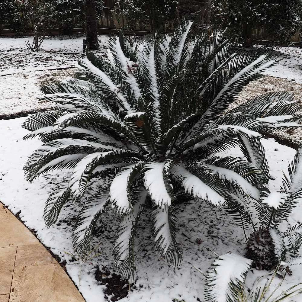 Sago Palm Tree - Image 7