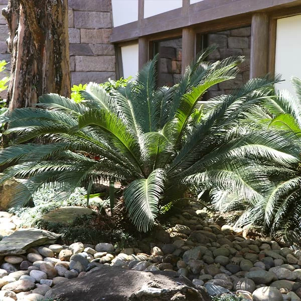 Sago Palm Tree