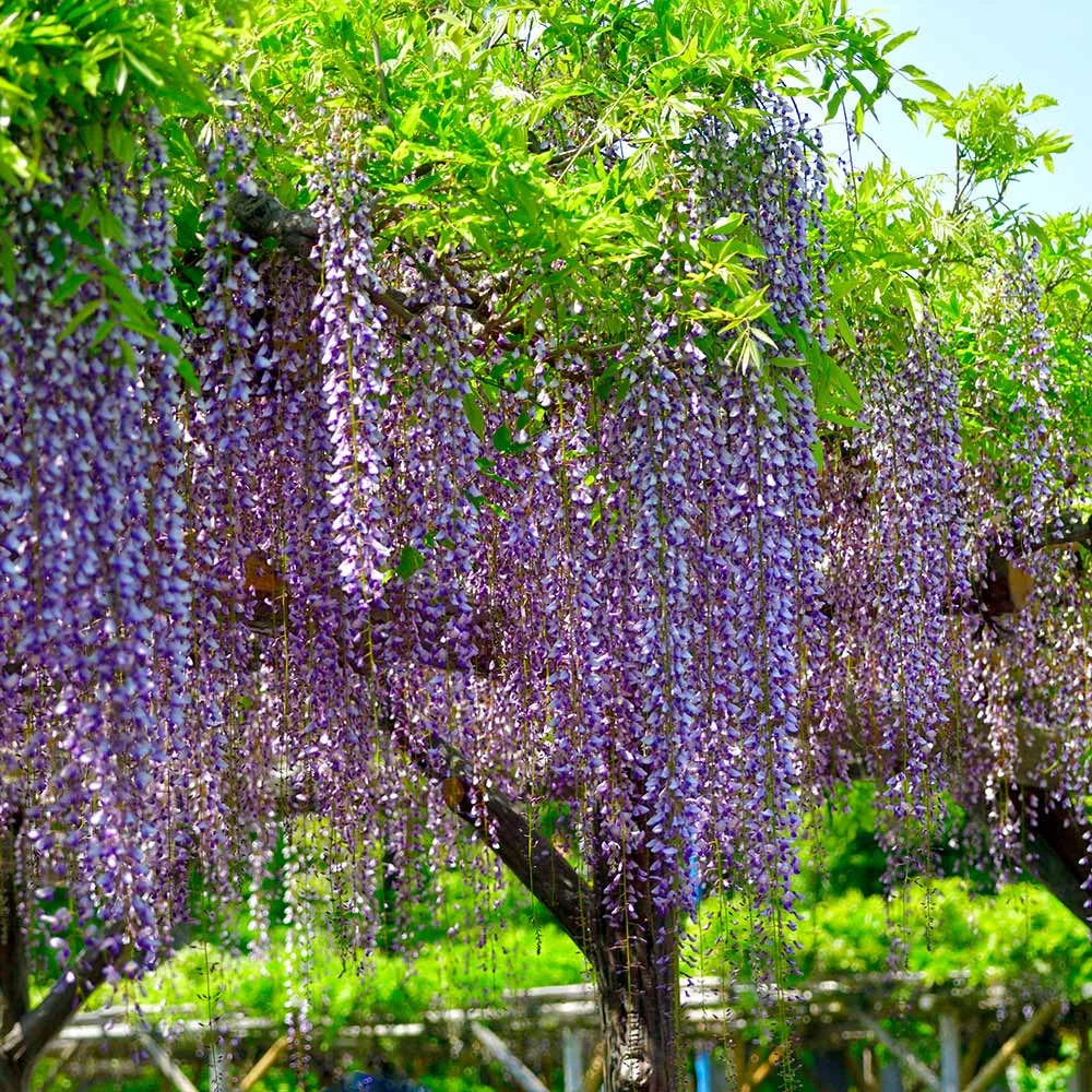 Purple Wisteria Tree - Image 3