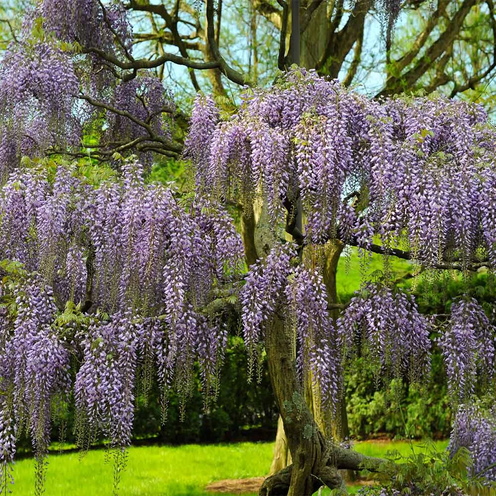 Purple Wisteria Tree - Image 4